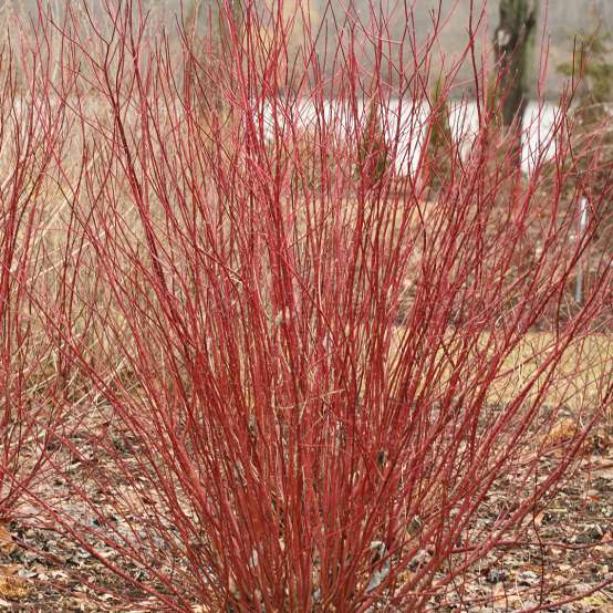 Bright red Arctic Fire red twig dogwood in early spring landscape